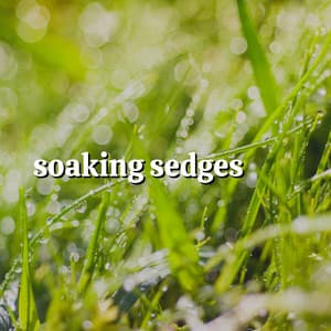 Soaking Sedges - Baby Sleep Rain