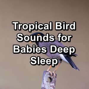 Tropical Bird Sounds for Babies Deep Sleep - Sounds and Birds Song