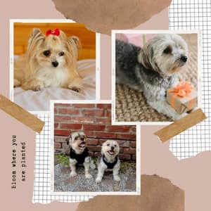 Doggy Anxiety - Cuddly - Good Dog Music