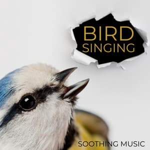 Bird Singing - Soothing Music to Bring You Peace and Quiet - Bird Song Group