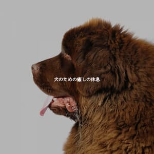 犬のための癒しの休息 - Soft Coffee Shop Music