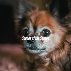 Sounds of the Season - Happy Music for Retail Stores