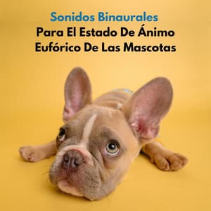 Sonidos Binaurales Para El Estado De Ánimo Eufórico De Las Mascotas - Reiki para animales