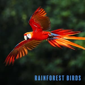 Rainforest Birds: Amazing Collection of Jungle Nature Sounds - Bird Song Group
