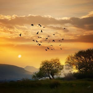 Ritmos De Relajación: Música Para Relajarse - Proyecto de ruido neuronal