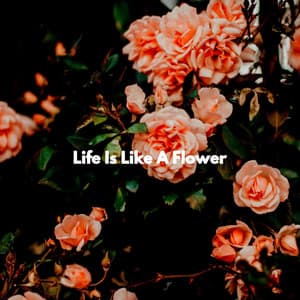 Life Is Like A Flower - New York Jazz Trio