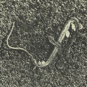 Polysons - Serge Adam