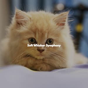 Soft Whisker Symphony - Jazz Atrayente para Hoteles