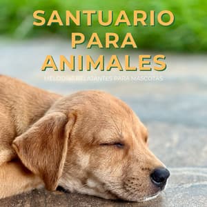 Santuario Para Animales: Melodías Relajantes Para Mascotas - Guru de música tranquila