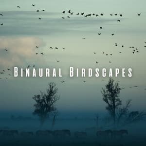 Binaural Birdscapes: Ambient Music for Meditative Bliss - Birds In The Morning