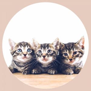 Backdrop for Soulful Kittens - Extraordinary Jazz Quintet - Cat Music Therapy