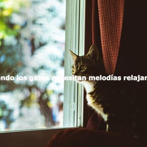 Cuando los gatos necesitan melodías relajantes - Cafe Music Japan
