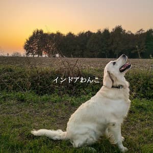 インドアわんこ - Cafe Music Deluxe