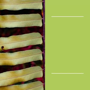 Jazz Guitar - Ambiance for Rejuvenating Seasons - Cafe Chillout Classics