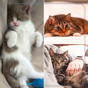 Lively Music for Soulful Kittens - Jazz Quintet - Soothing Cat Music