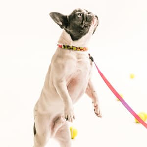 Music for Puppy Moments - Dog Music Zone