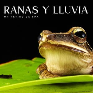 Ranas Y Lluvia: Un Retiro De Spa - Sonido de lluvia