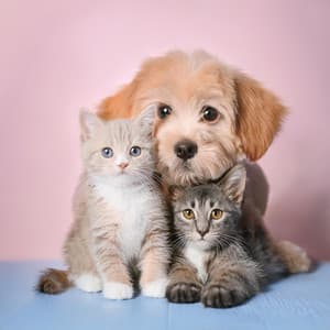 Orquesta De Comodidad Para Mascotas: Sinfonías Calmantes Para Compañeros Peludos - Lee Rosangela