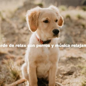 Tarde de relax con perros y música relajante - Coffee + Chill
