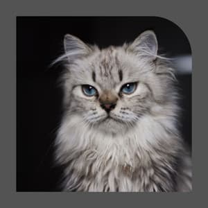 Smooth Jazz Guitar - Background Music for Nocturnal Cats - Cat Music Studio