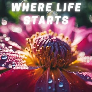 Where Life Starts - Chill Background Music for Relaxation