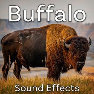 Buffalo Sound Effects - Sound Ideas