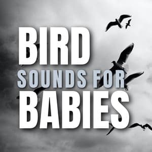 Bird Sounds for Babies - Bird Songs