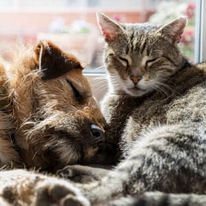 Melodic Pet Whispers: Binaural Sound for Relaxed Furry Friends - Solfeo Frecuencias 528Hz