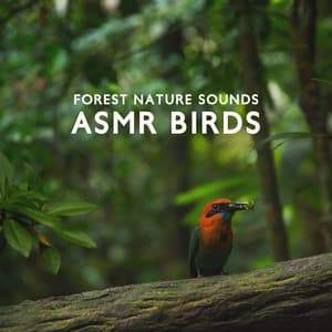 Forest Nature Sounds: ASMR Birds - Nature Zone
