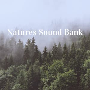 Natures Sound Bank - Relaxing Rain Sounds
