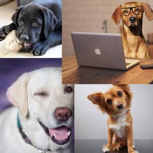 Simplistic Ambiance for Doggy Bedtime - Dog Sleep Dreams