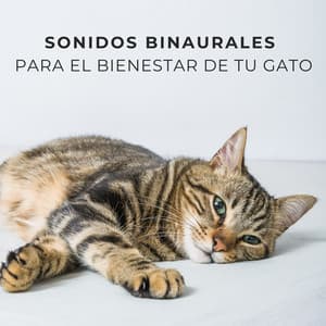 Sonidos Binaurales Para El Bienestar De Tu Gato - Estado Binaural