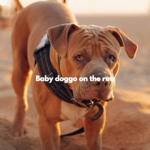 Baby doggo on the run - Relaxing Dogs