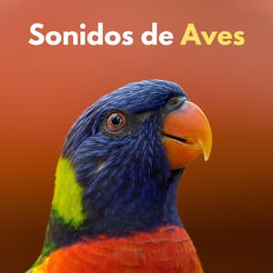 Sonidos De Aves - Aves del bosque sueco