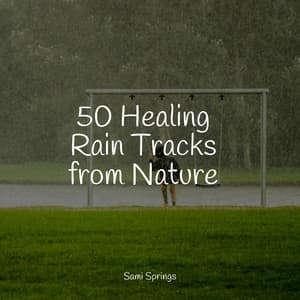 50 Healing Rain Tracks from Nature - Sleep Meditation Dream Catcher