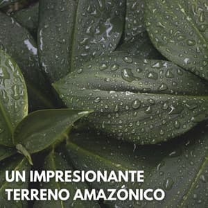 Un Impresionante Terreno Amazónico - Fondos de sonidos de la naturaleza