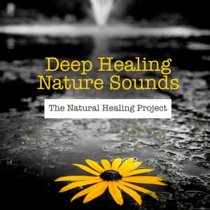 Deep Healing Nature Sounds - The Natural Healing Project