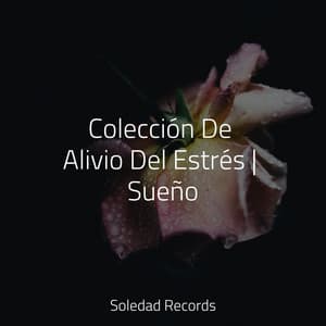 Colección De Alivio Del Estrés | Sueño - Sonidos de la Naturaleza Relax