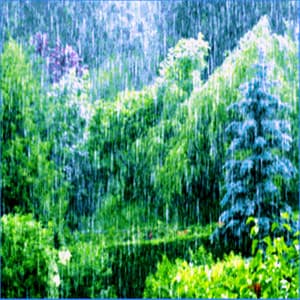 The Living Forest Rain - Nature Sounds for Concentration