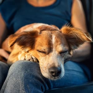 Notas Reconfortantes: Música Para La Relajación De Las Mascotas - Sentido suave