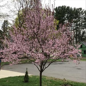 Dance of the Cuckoos - David Bond