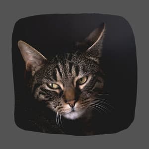 Backdrop for A Quiet Cat - Musica para Gatos