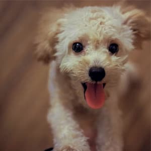 Unveiling the Hidden Embers - Solis Reverie