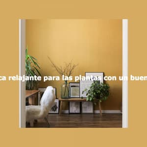 Música relajante para las plantas con un buen café - Jazz Instrumental Lisboa