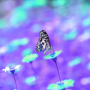 Smart Piano Bossa Duo - Background for Daily Moment - Happy Coffee Shop Music