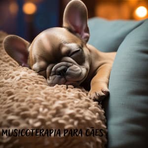 Musicoterapia para cães: recuperação de traumas e alívio do estresse - Doggy Music!