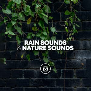Rain Sounds & Nature Sounds - Rain Recorders