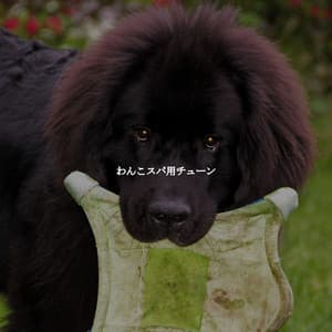 わんこスパ用チューン - Easy Listening Background Jazz