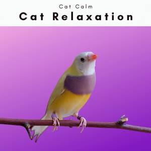 A Cat Calm - Cat Relaxation