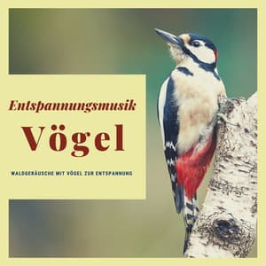 Entspannungsmusik Vögel CD – Waldgeräusche mit Vögel zur Entspannung - Entspannungsmusik Universe